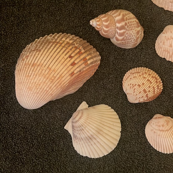 Sea Shells - Picture 2 of 3